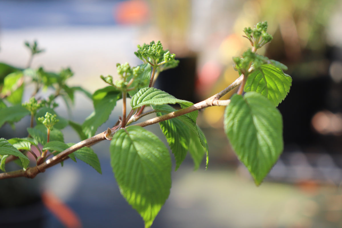 Viburnum plicatum Summer Snowflake 2