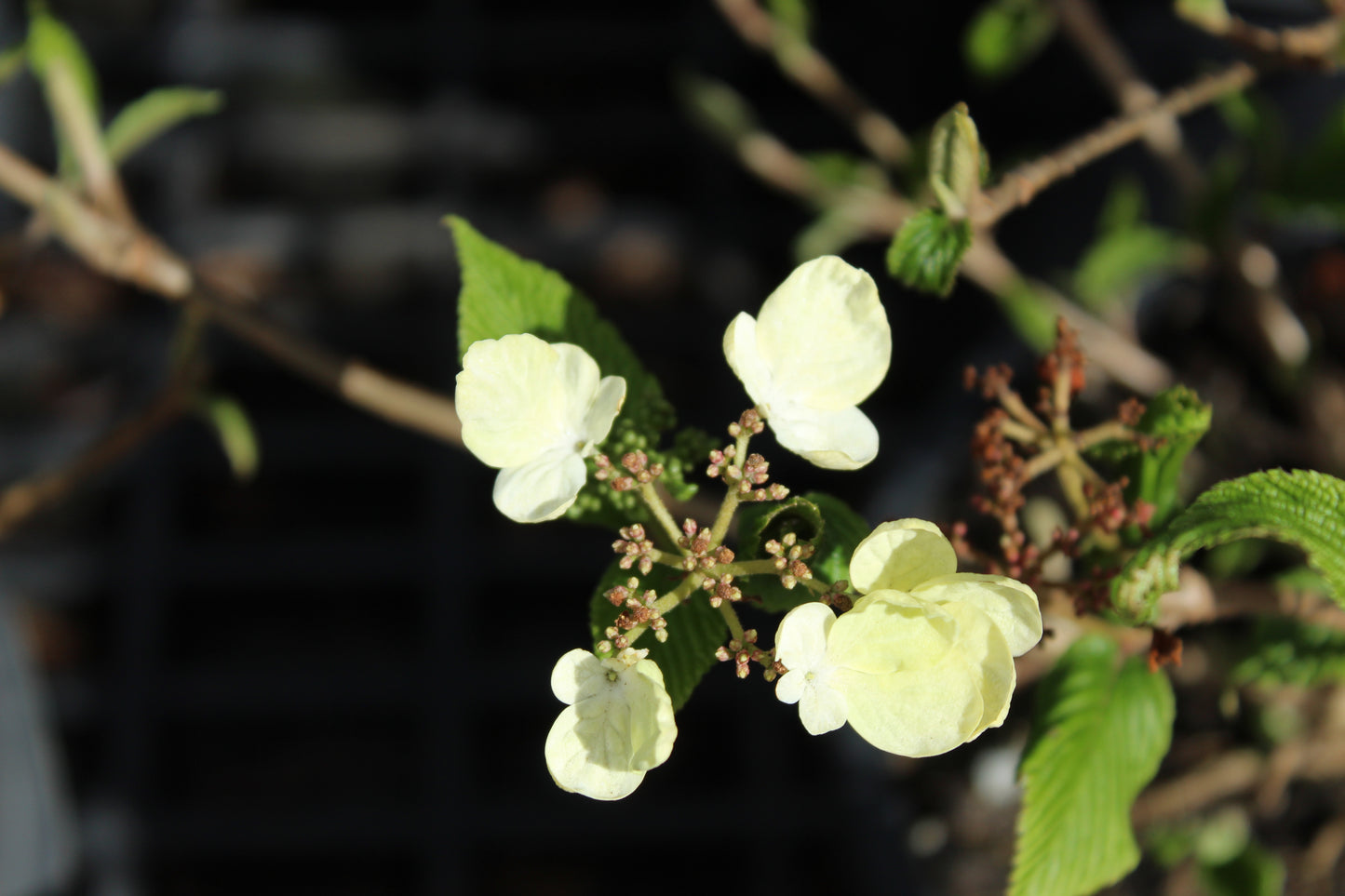 Viburnum plicatum mariesii 3