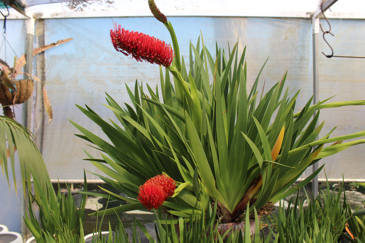 Xeronema callistemon 3