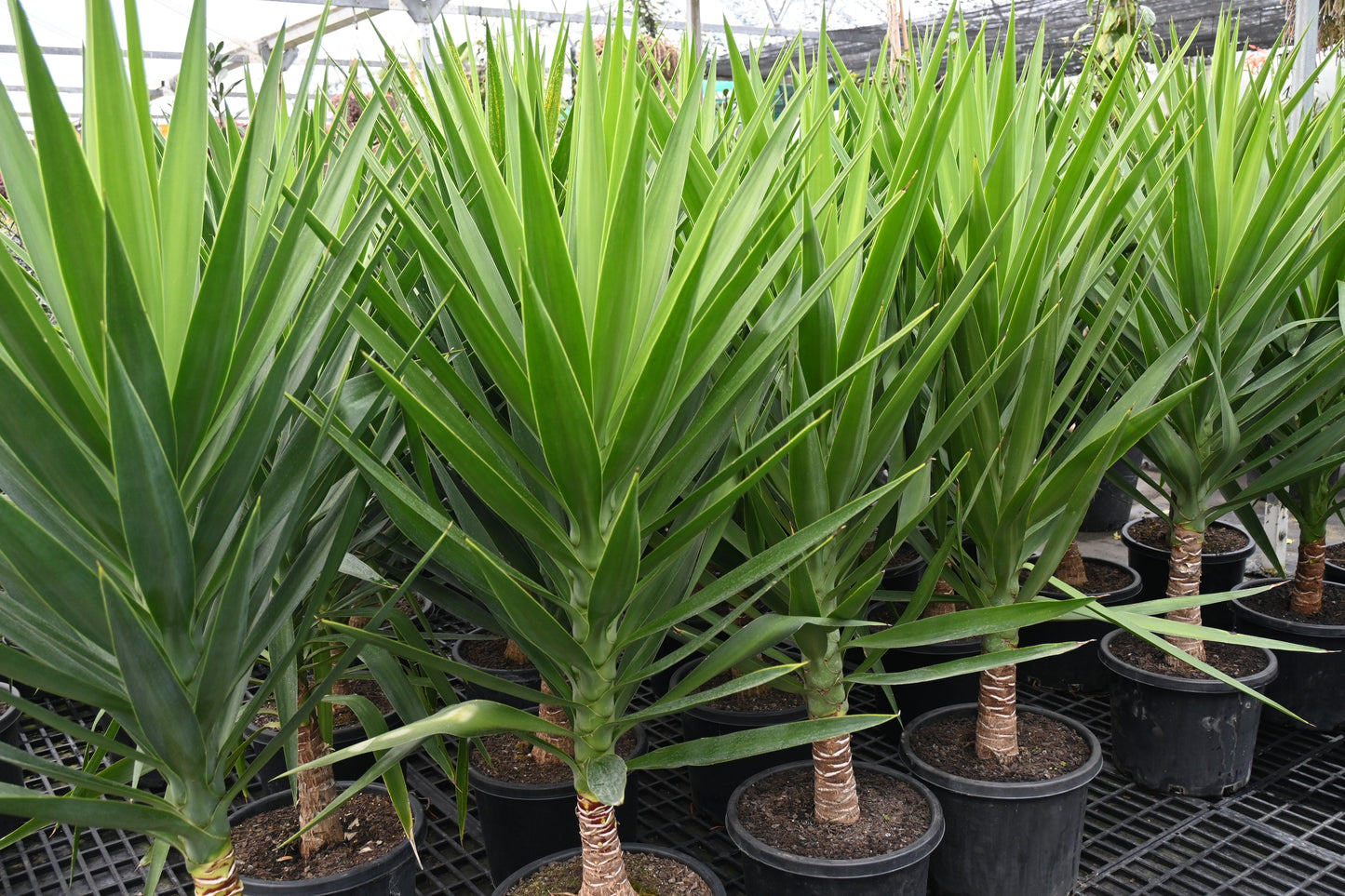 Yucca elephantipes