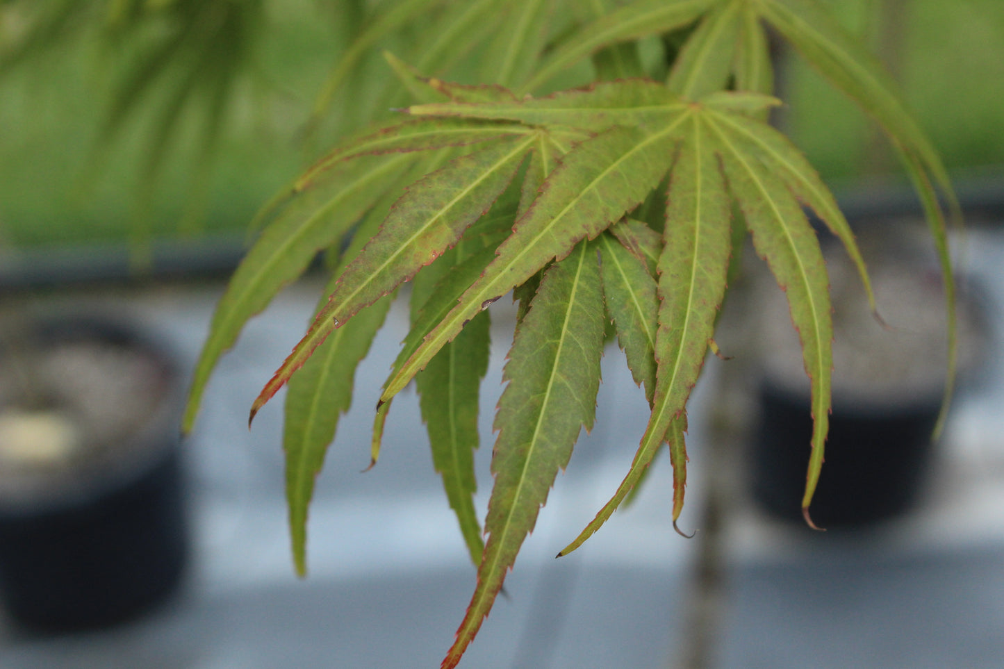 Acer scolopendrifolium