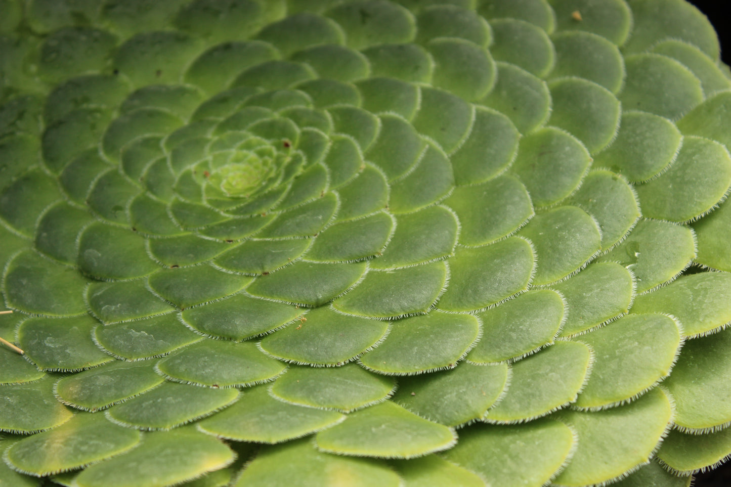 Aeonium tabulaeforme