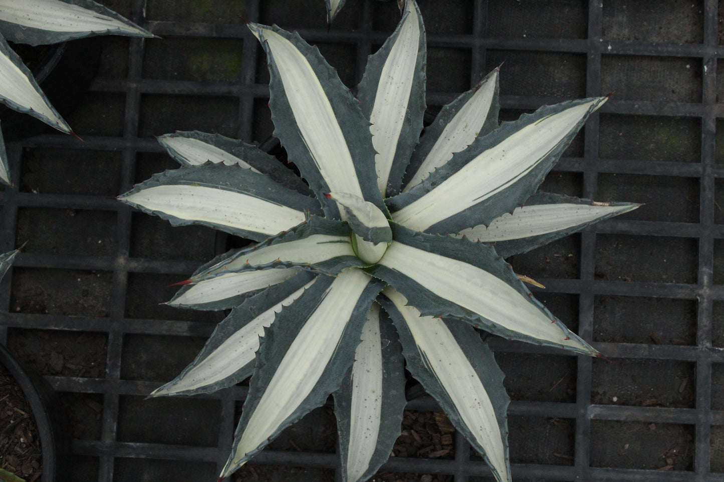 Agave albo-picta