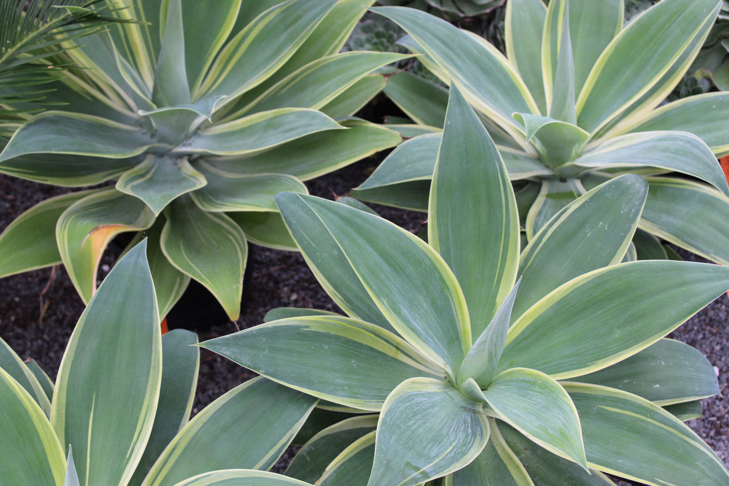 Agave attenuata variegata