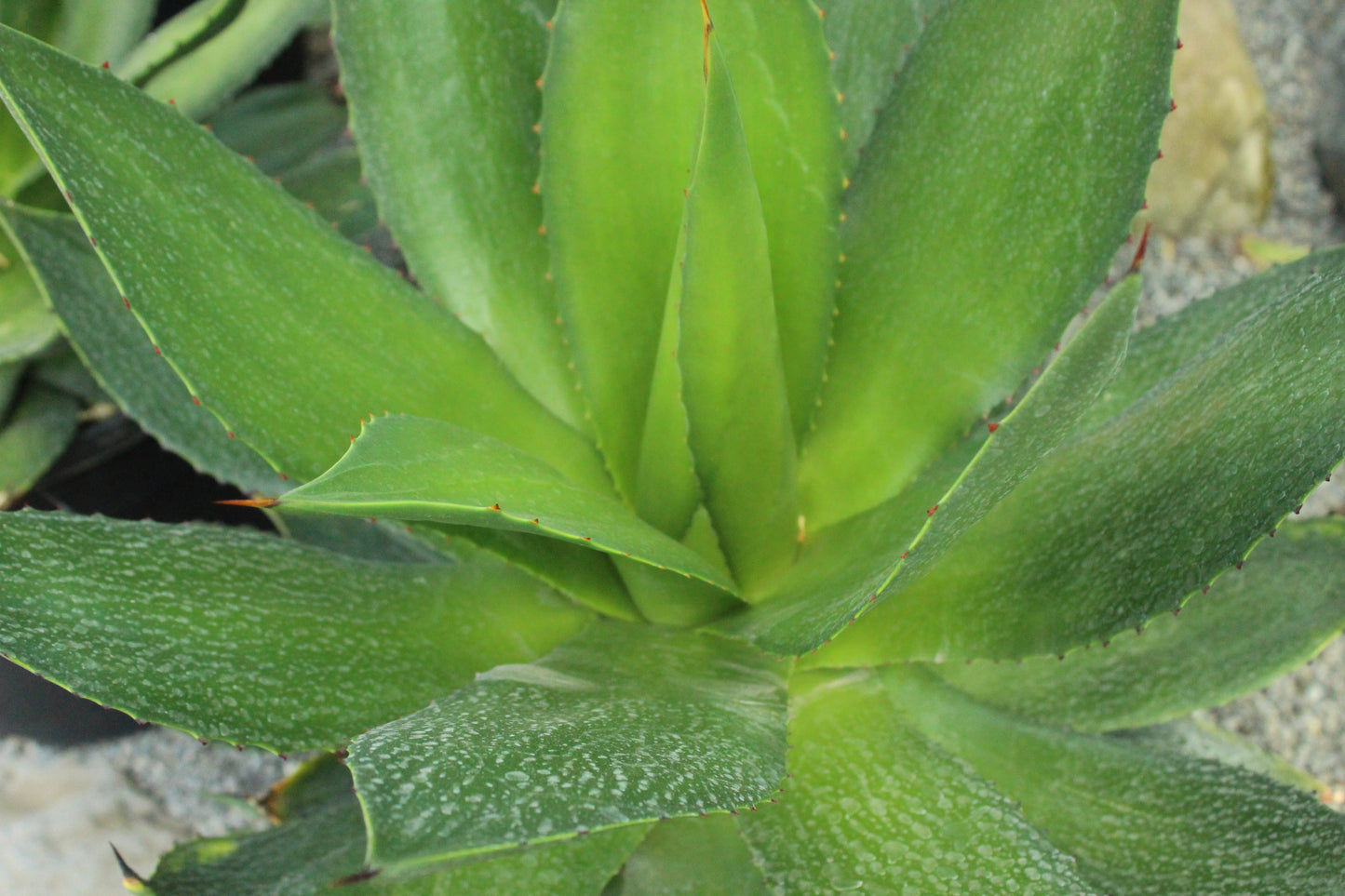 Agave chiapensis