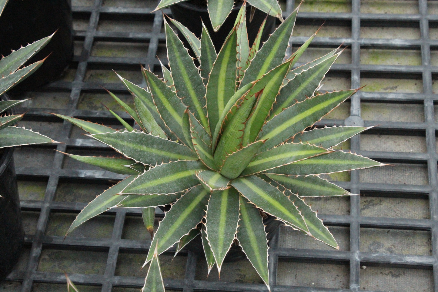 Agave funkiana