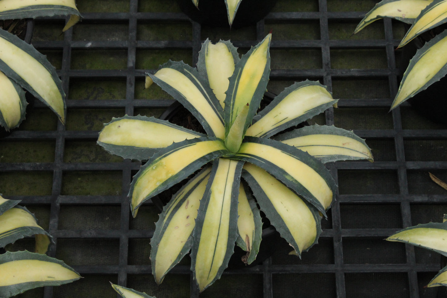 Agave Medio-picta