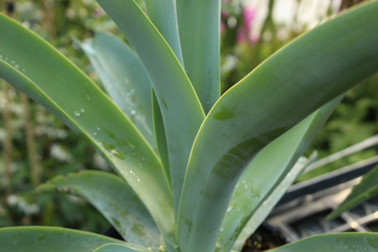 Agave vilmoriniana