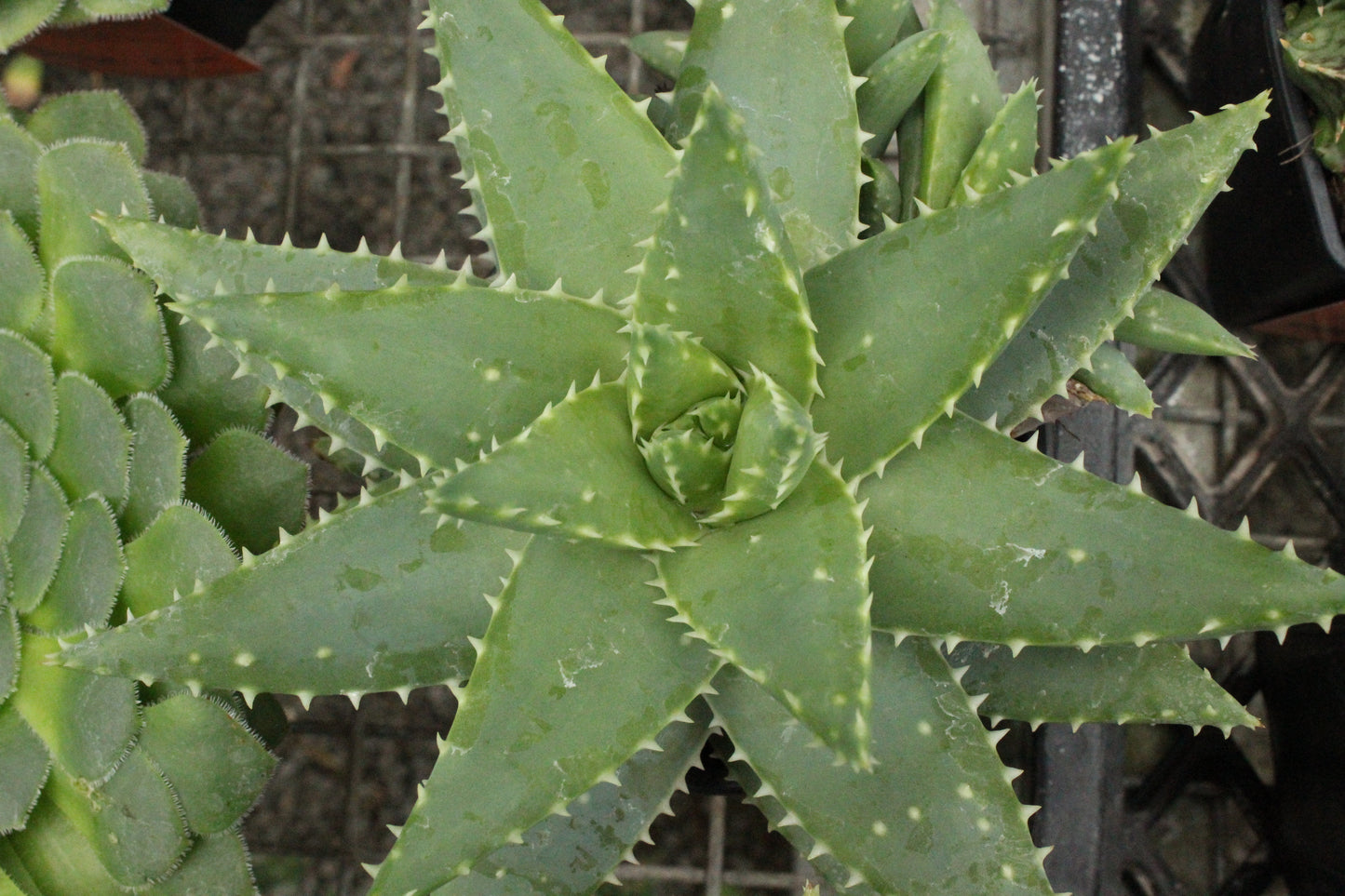 Aloe brevifolia species
