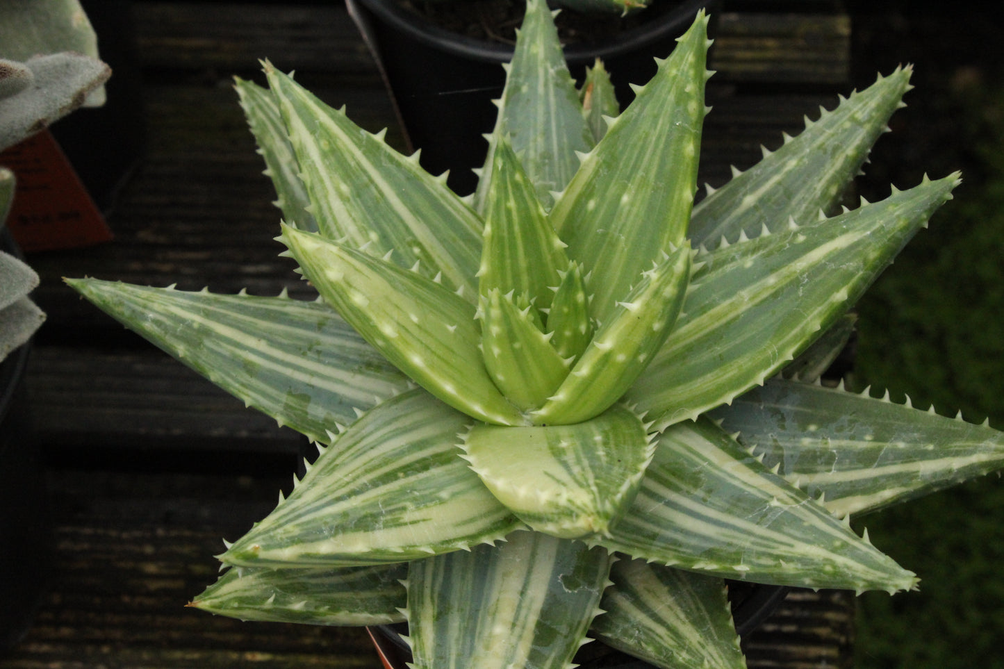 Aloe brevifolia variegata