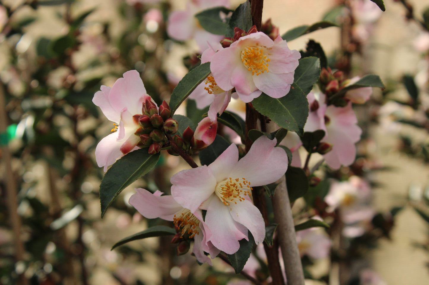 Camellia Fairy Blush