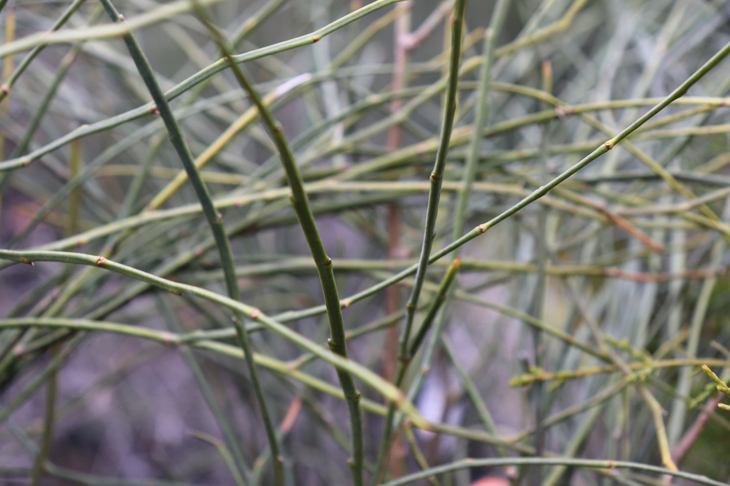 carmichaelia carmichaeliae