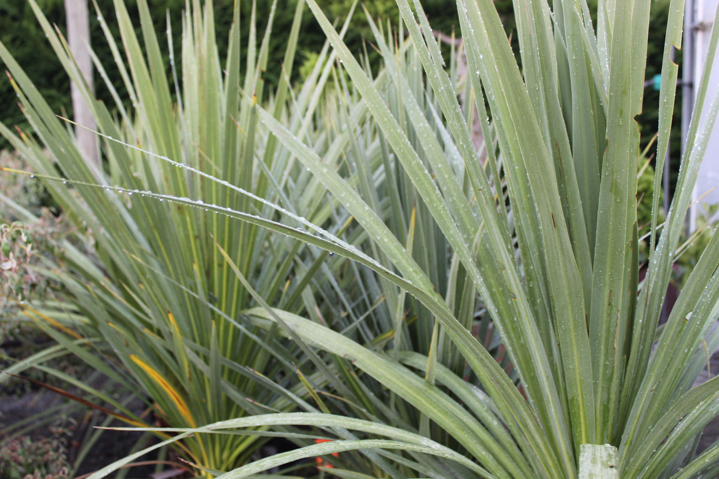 Cordyline australis