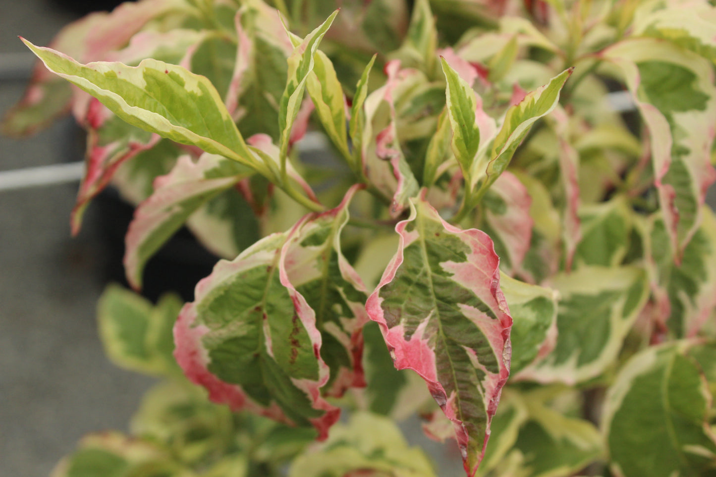 Cornus Cherokee Daybreak