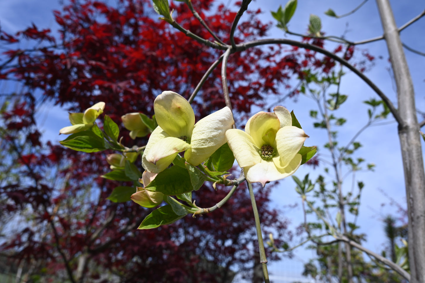 Cornus Eddies White Wonder