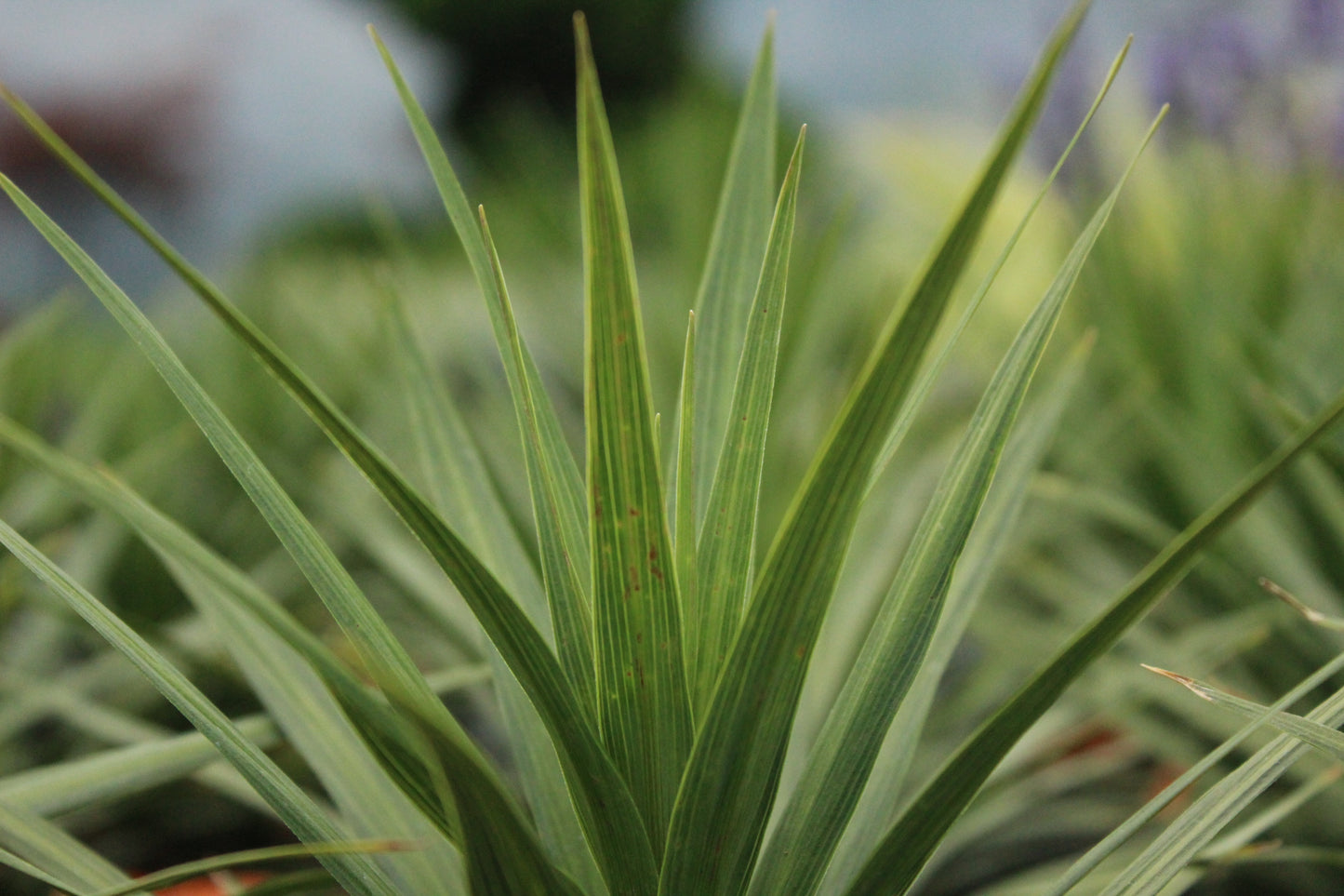 Cordyline Karo Kiri