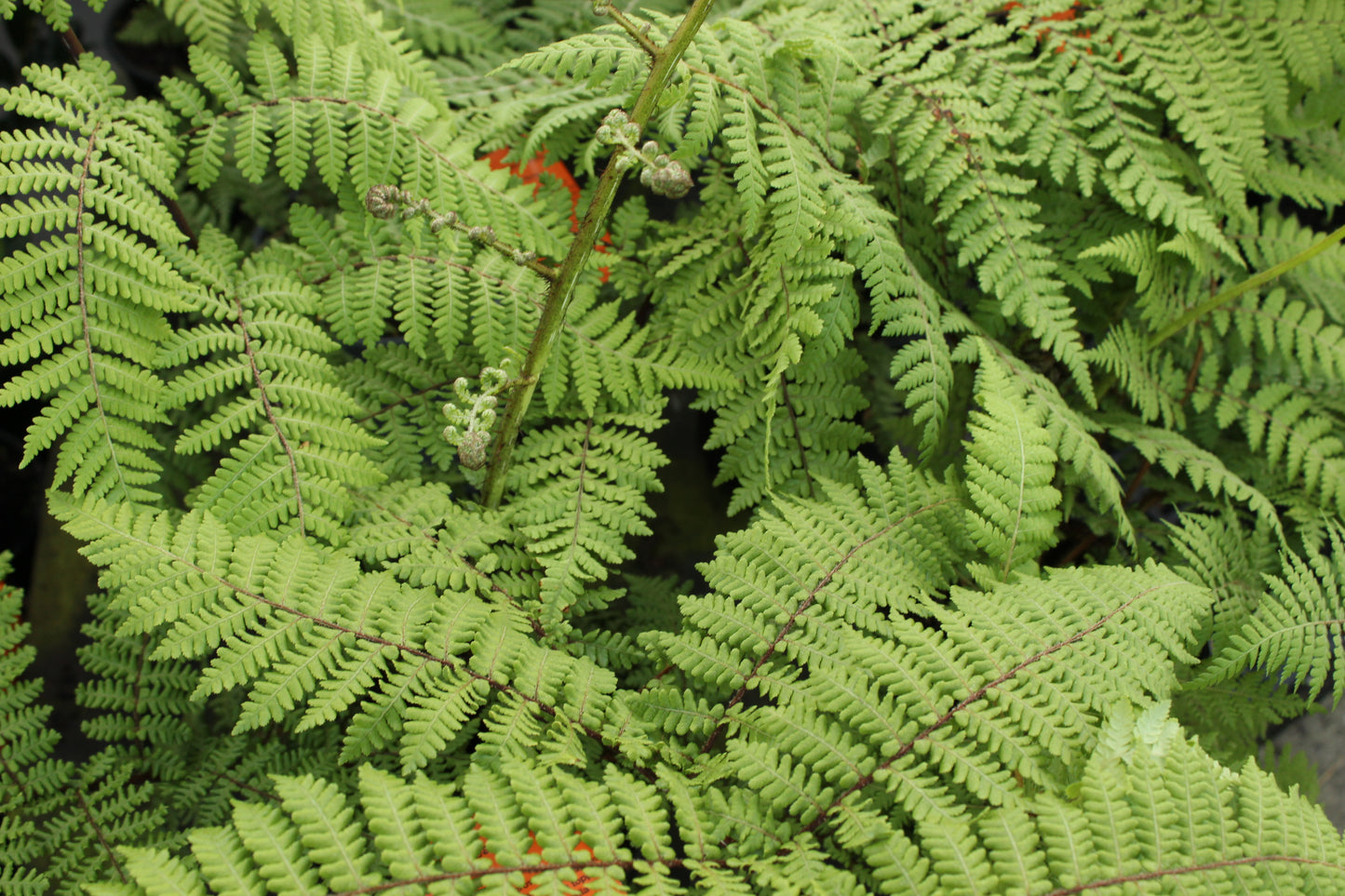 Cyathea medullaris