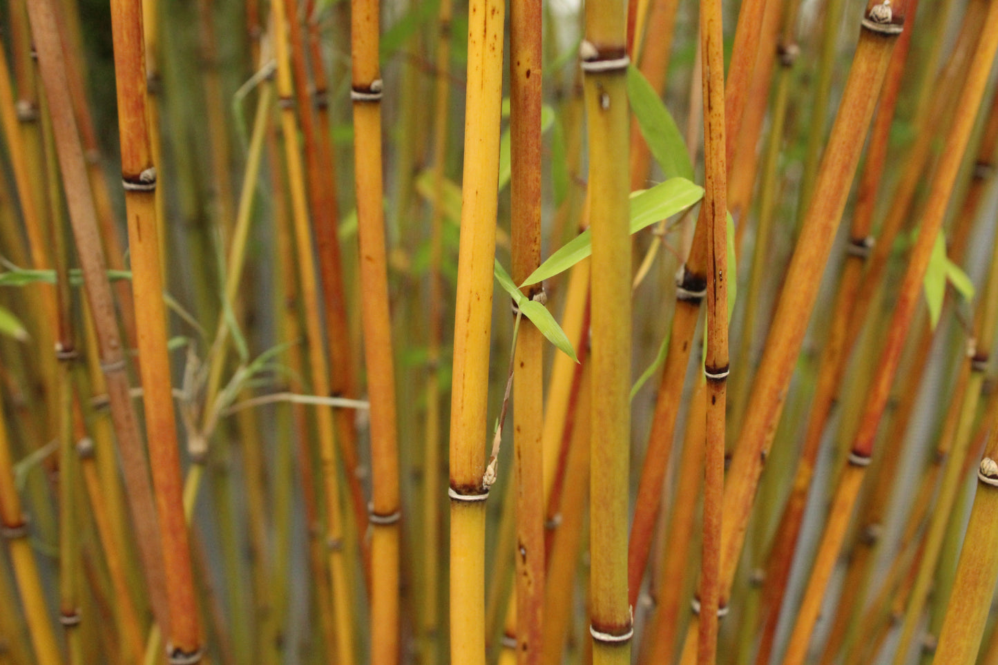 Drepanostachyum falcatum