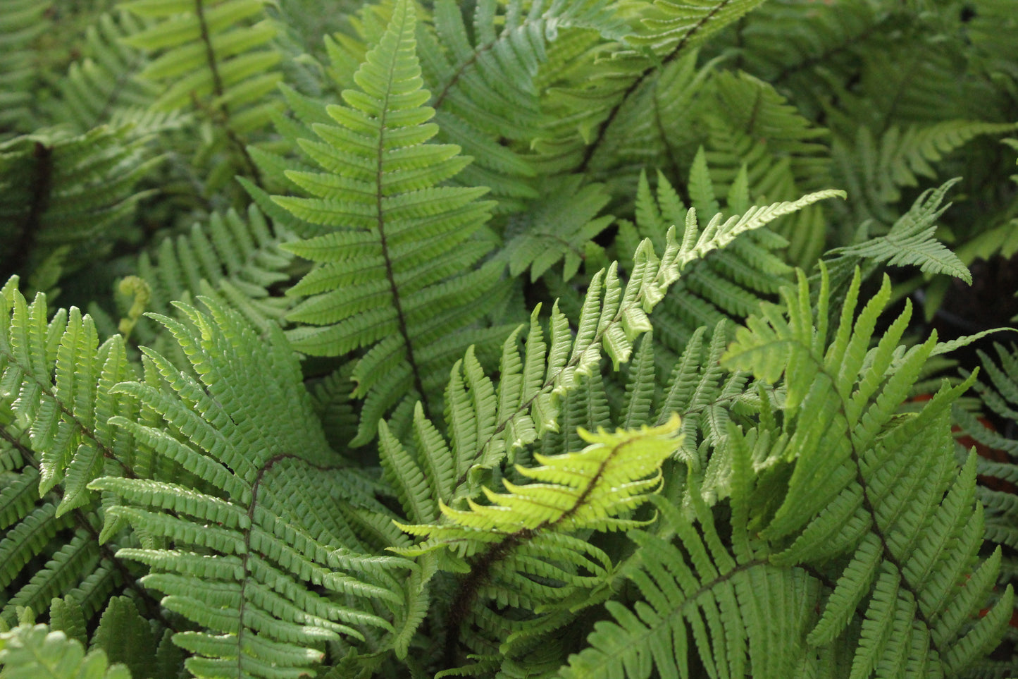 Dryopteris wallichiana