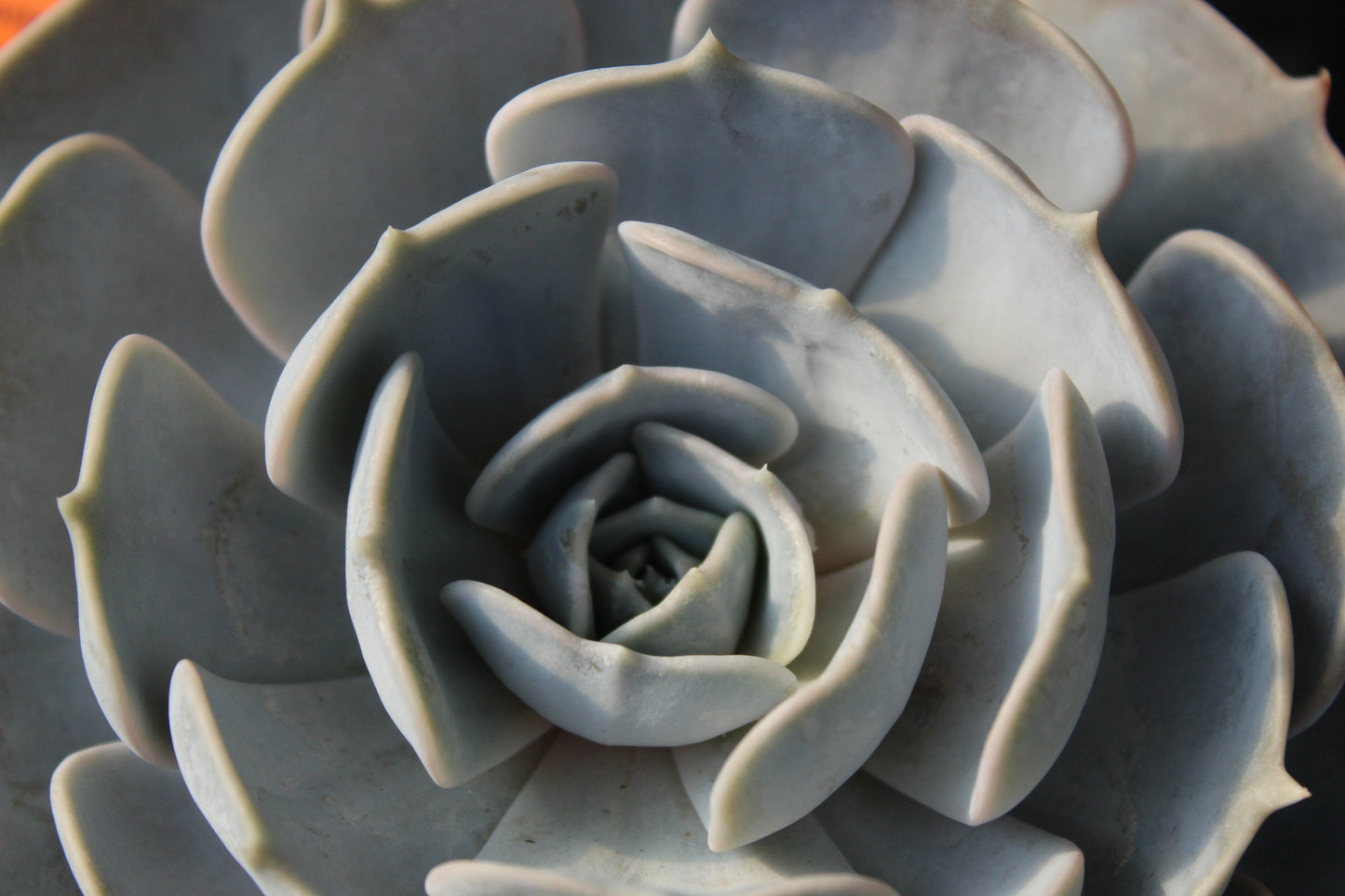 Echeveria Los Raynos