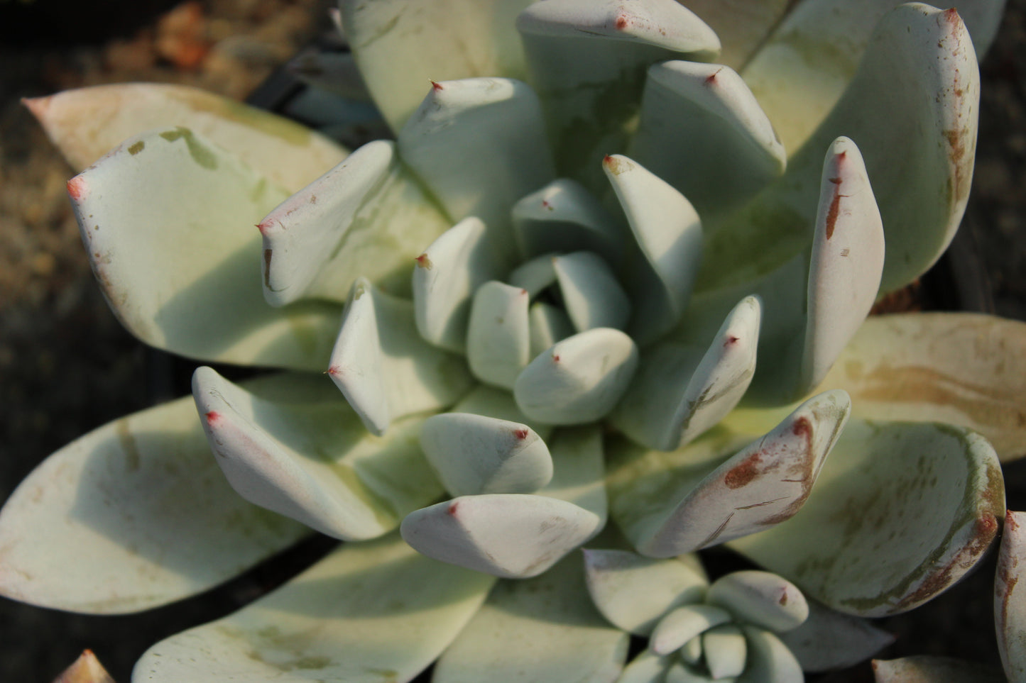 Echeveria Mexico City