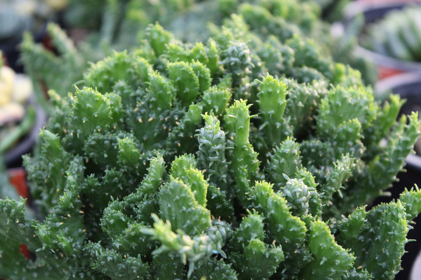 Euphorbia 'Crestate'