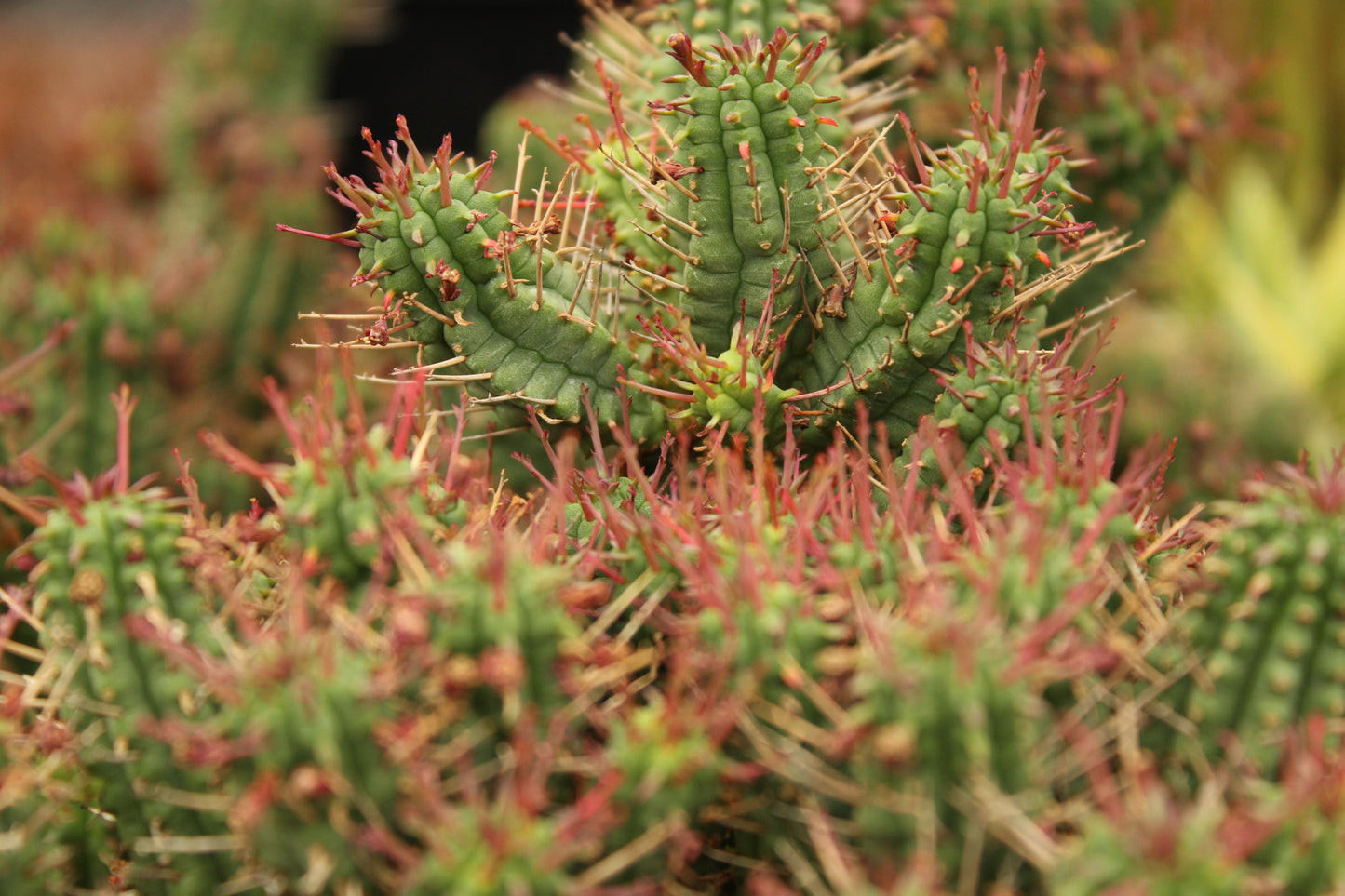 Euphorbia mammillaris