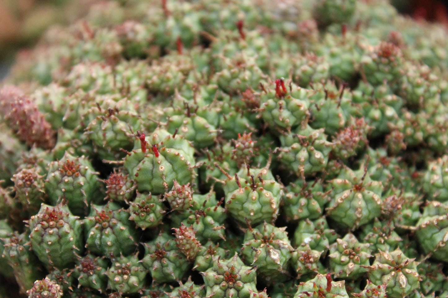 Euphorbia submammillaris