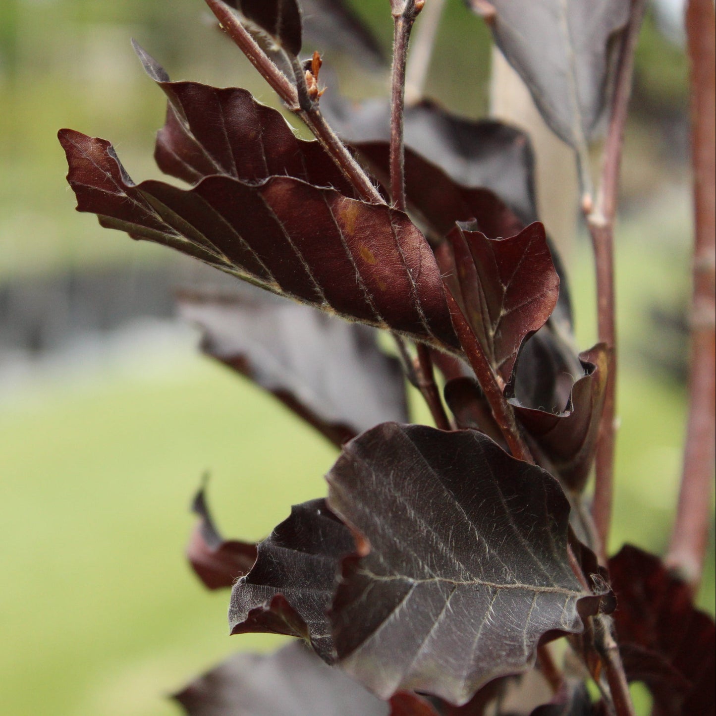 Fagus s.'Dawyck Purple'