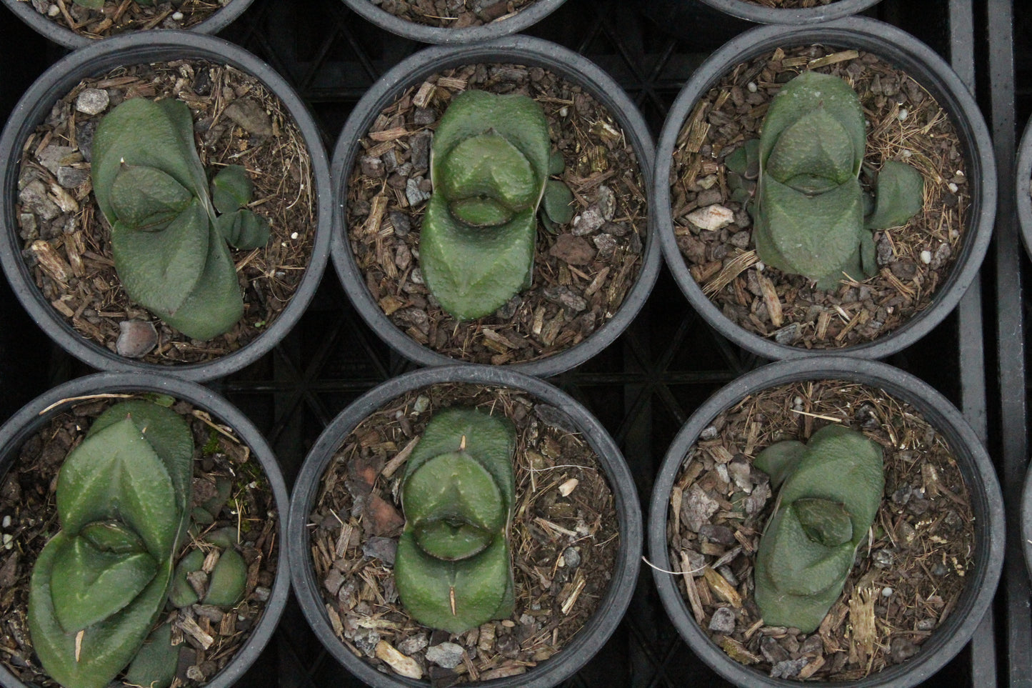 Gasteria armstrongii