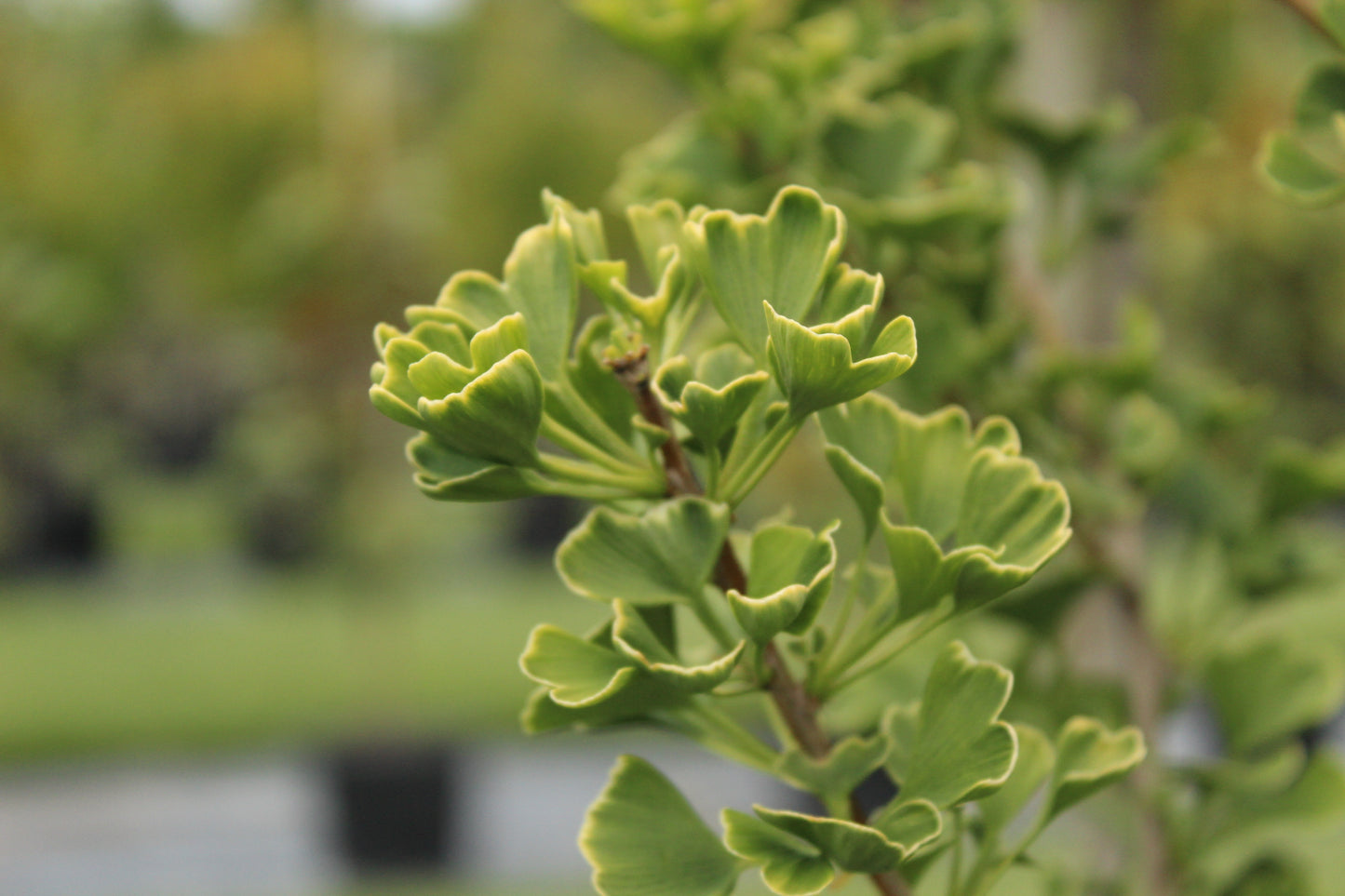 Ginkgo fastigiata