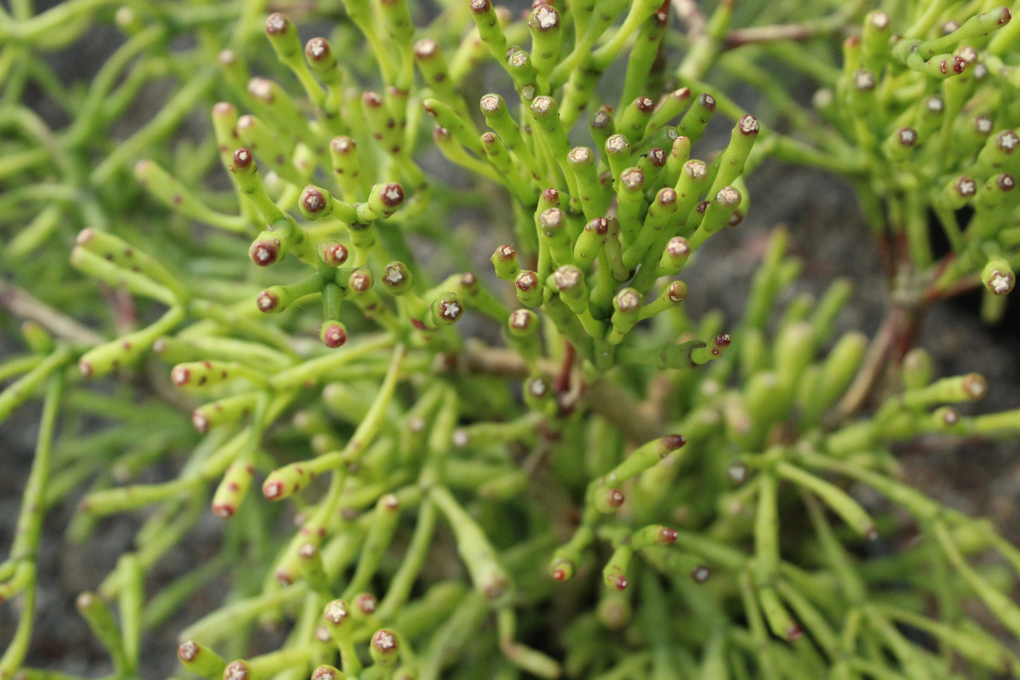 Hatiora salicornioides Cylindra