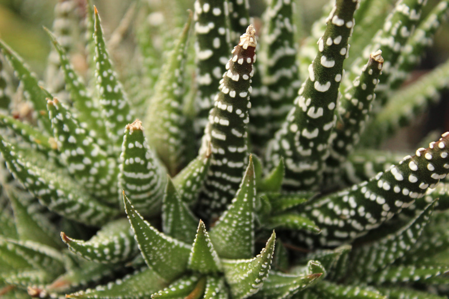 Haworthia attenuata