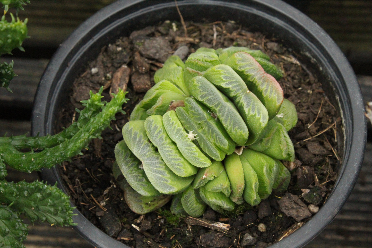 Haworthia truncata