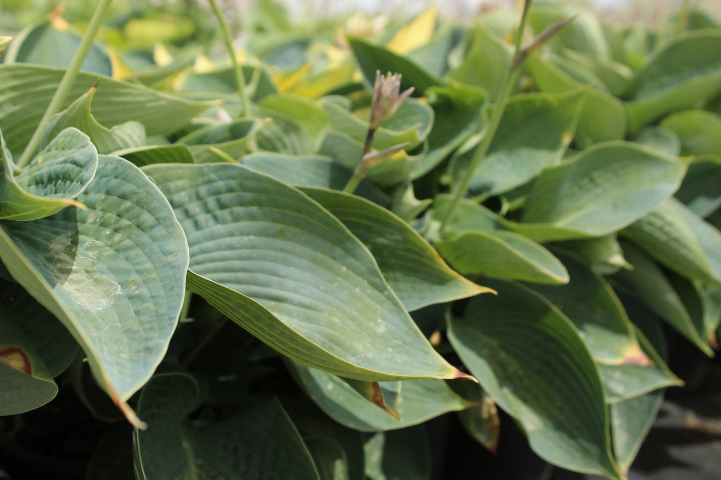 Hosta Drinking Gourd