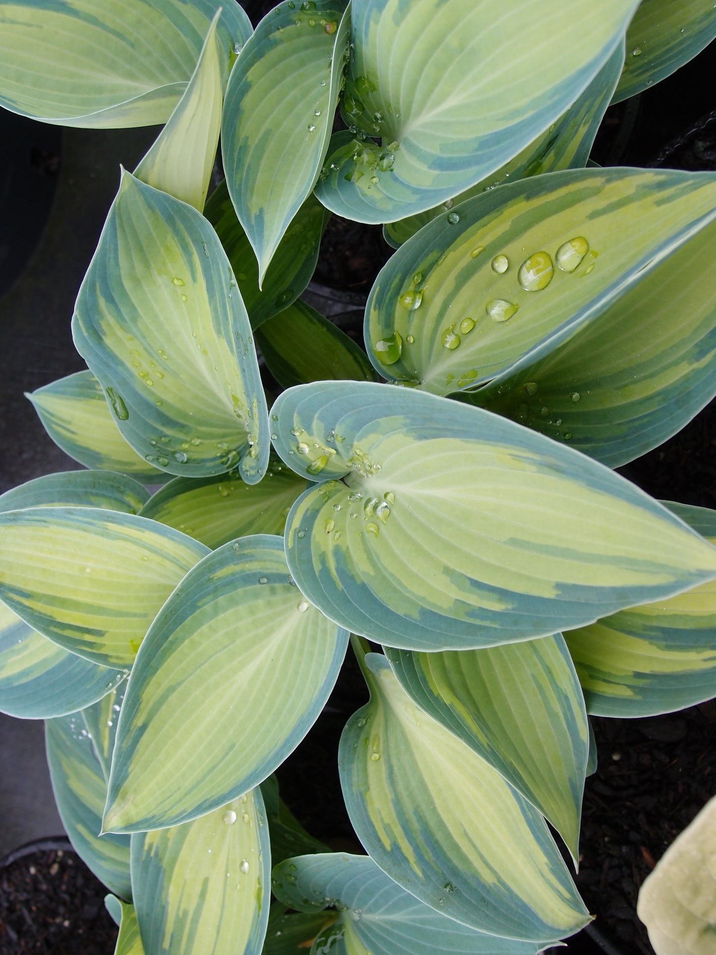 Hosta June
