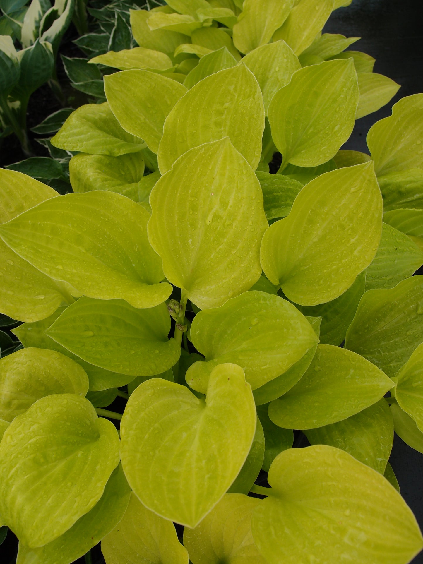 Hosta Lemon and Lime