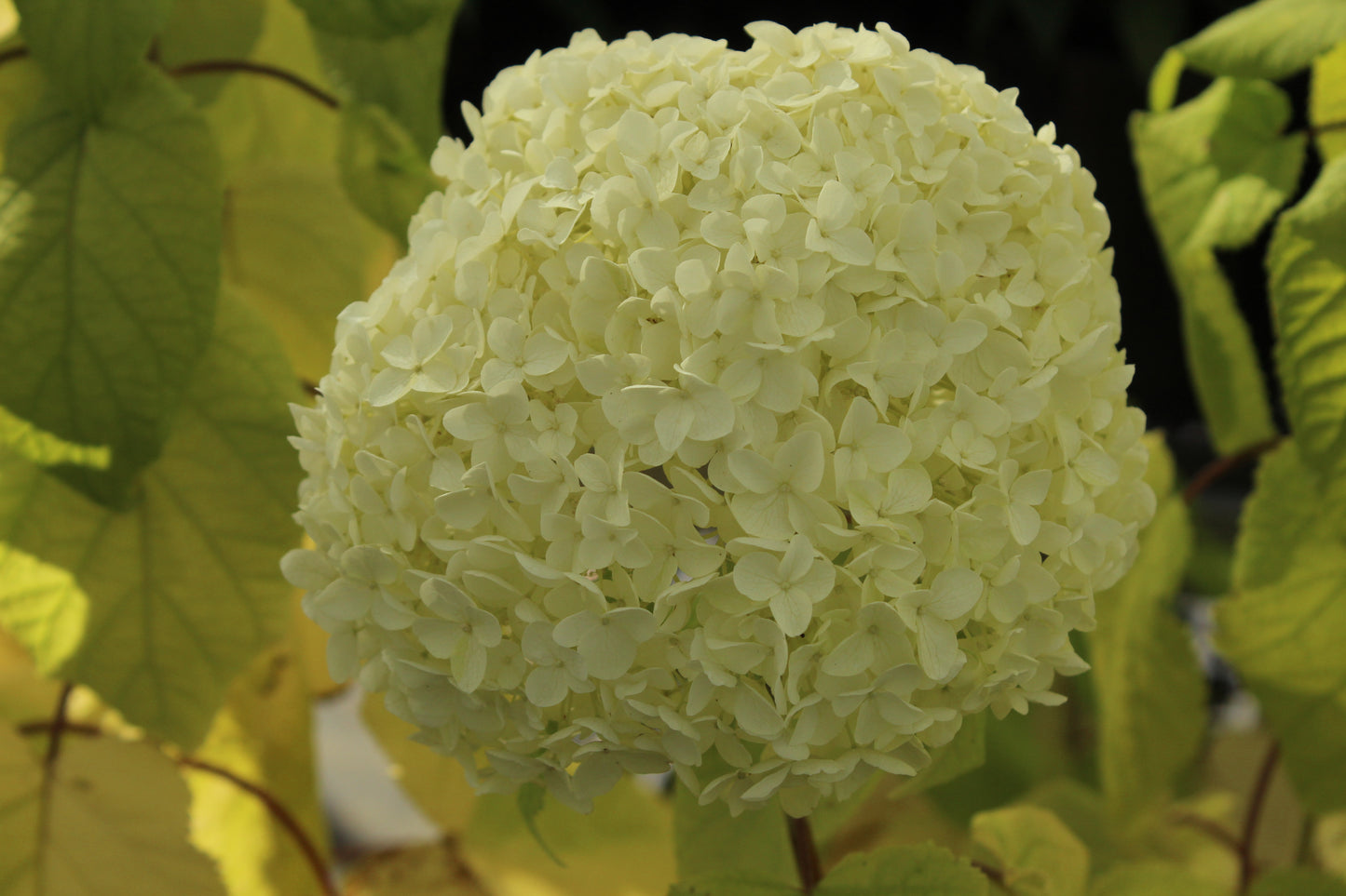 Hydrangea arborescens Annabelle