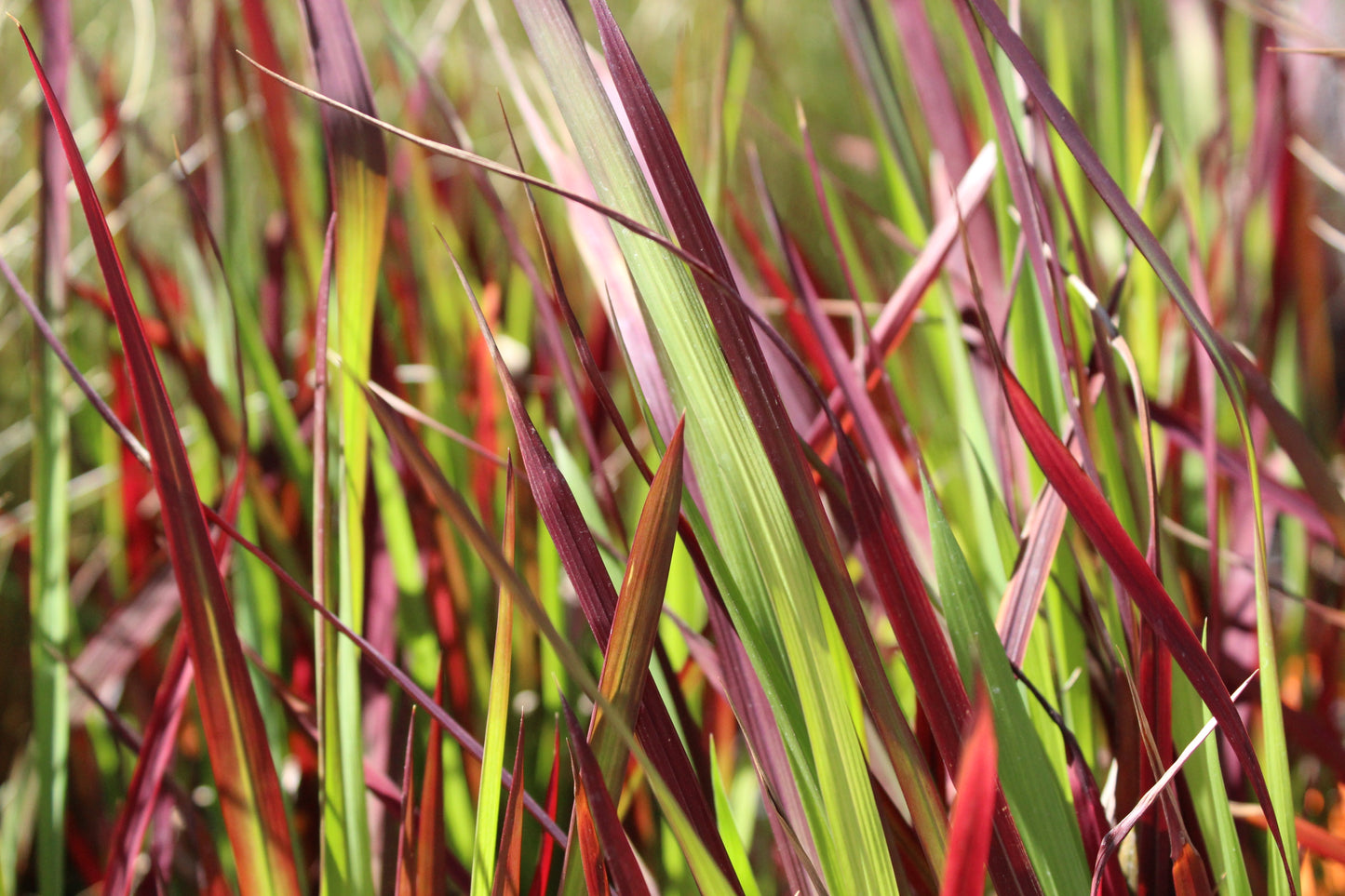 Imperata cylindica \nRed Baron