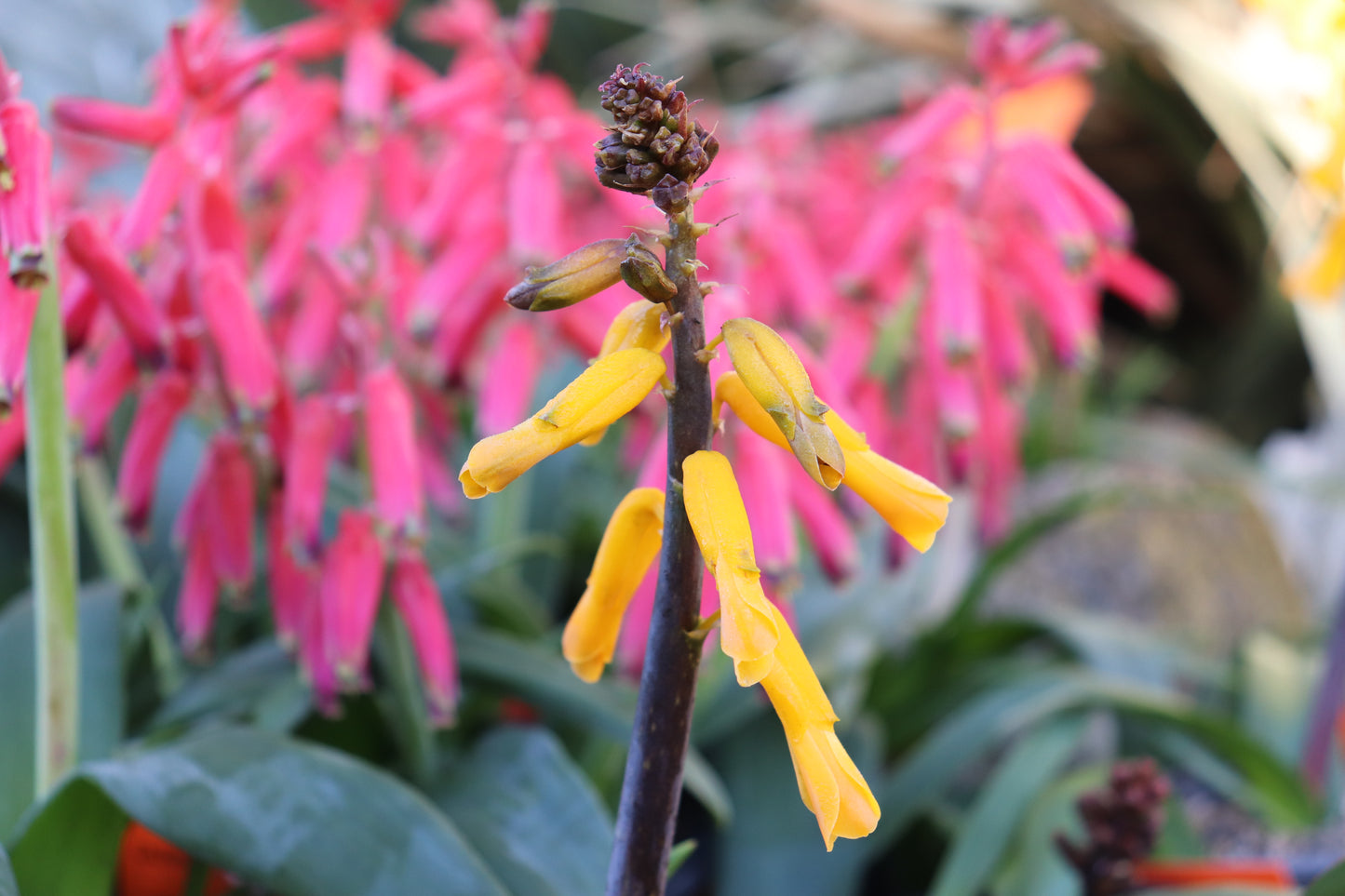 lachenalia flava 2