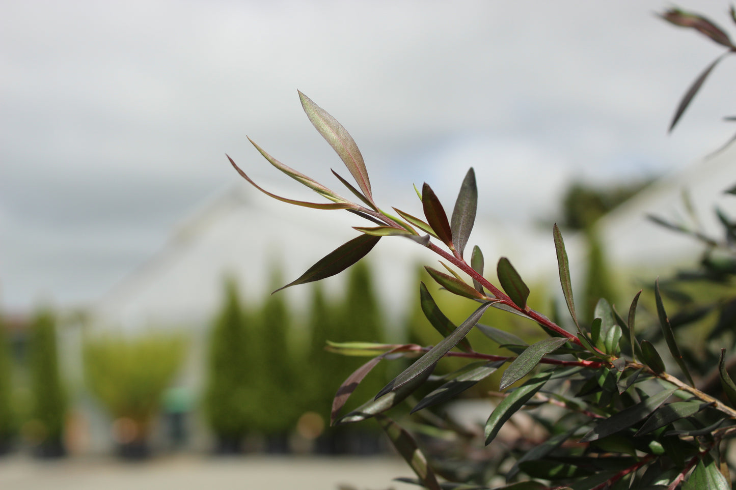 Leptospermum Coppersheen