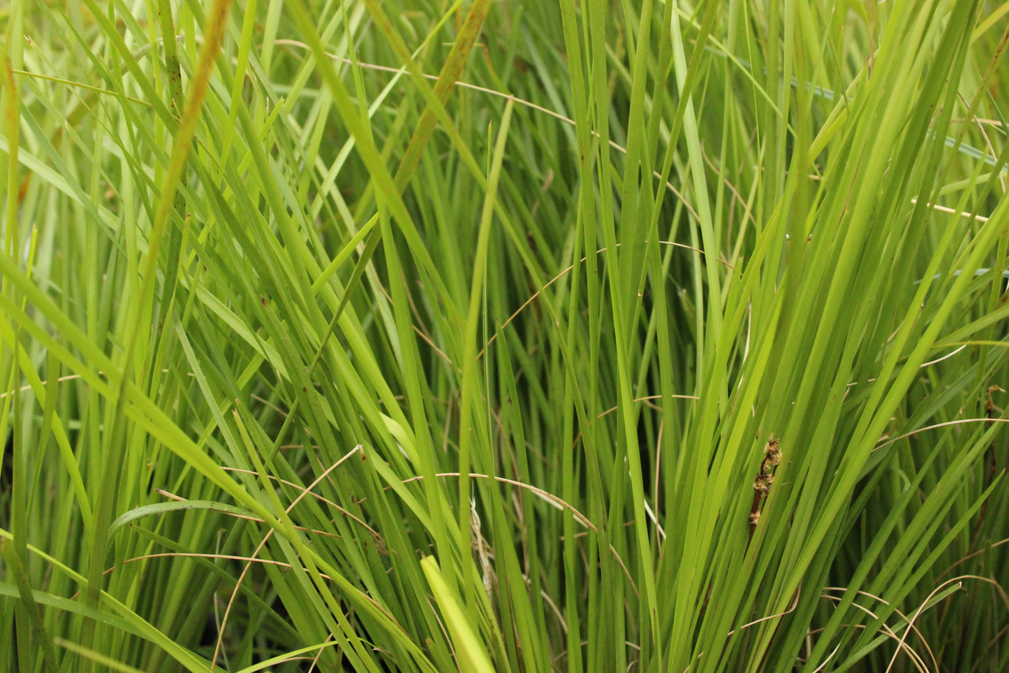 Lomandra longifolia Tanika