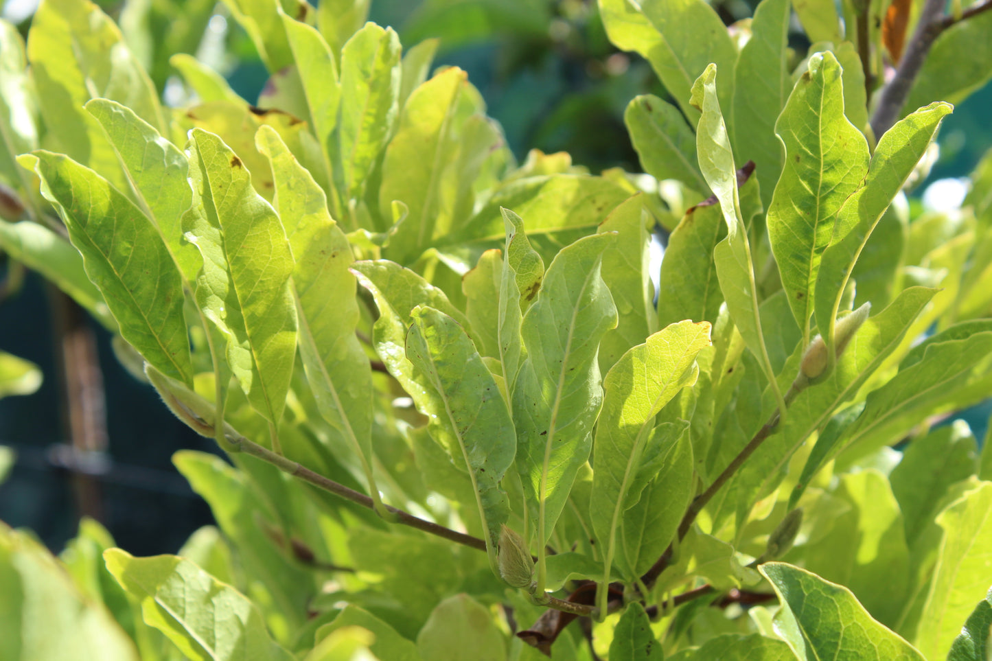 Magnolia stellata Royal Star