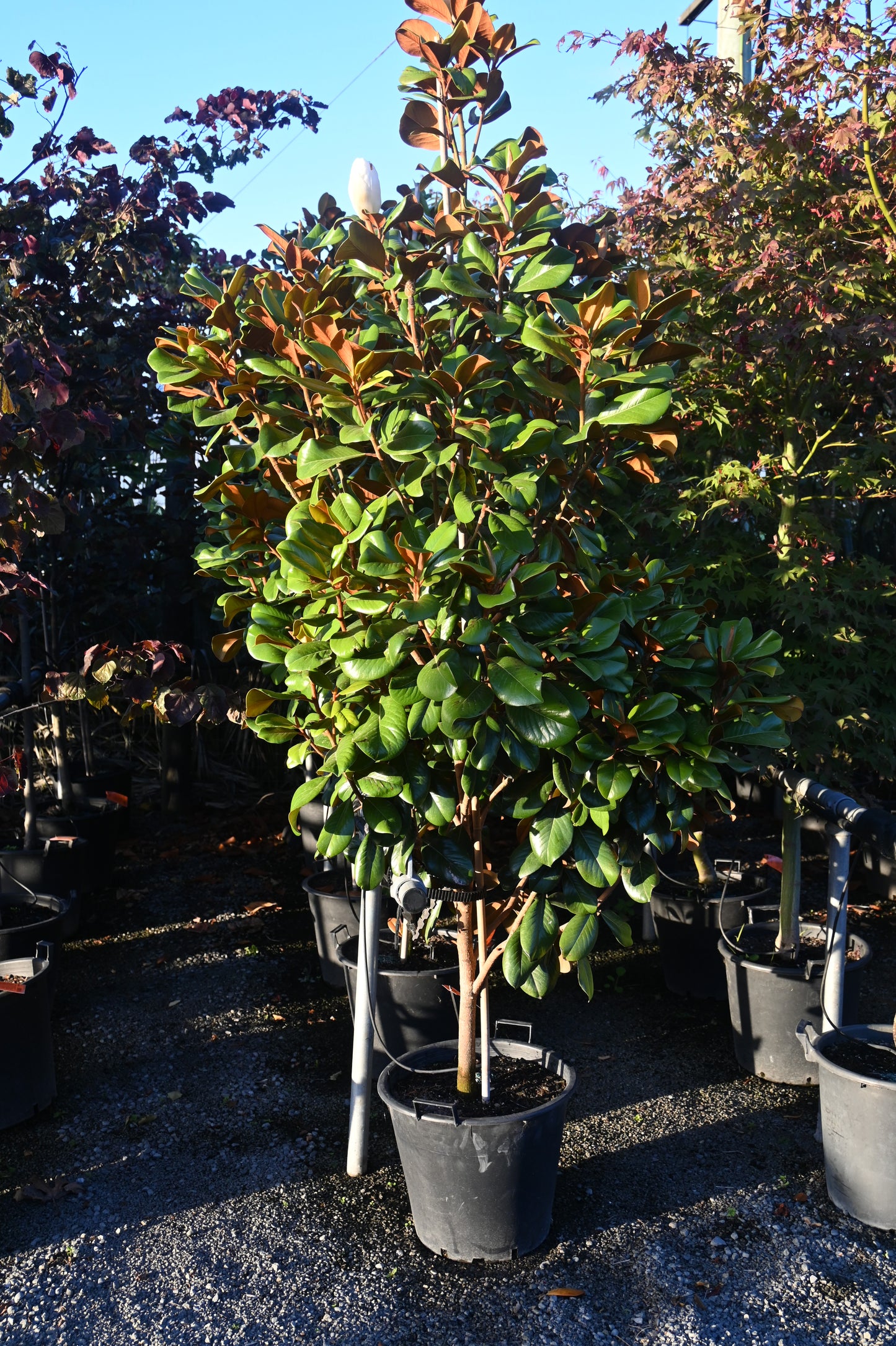 Magnolia grandiflora Teddy Bear