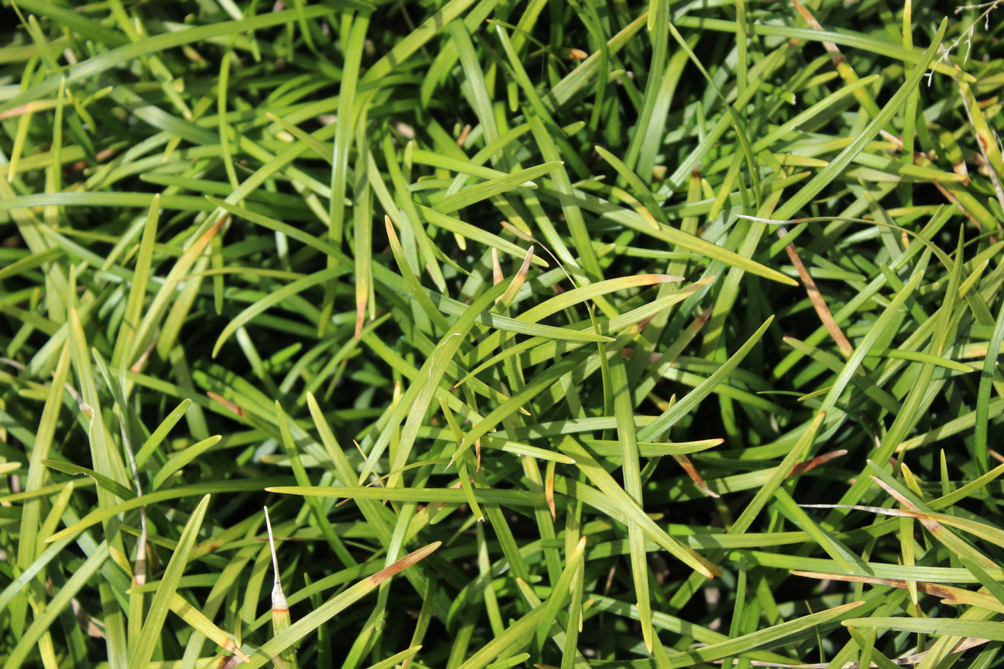 Ophiopogon japonicus