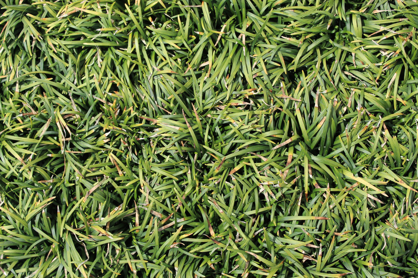 Ophiopogon japonicus nana