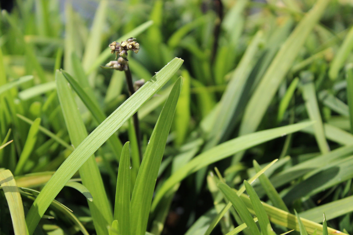 Ophiopogon planiscarpus