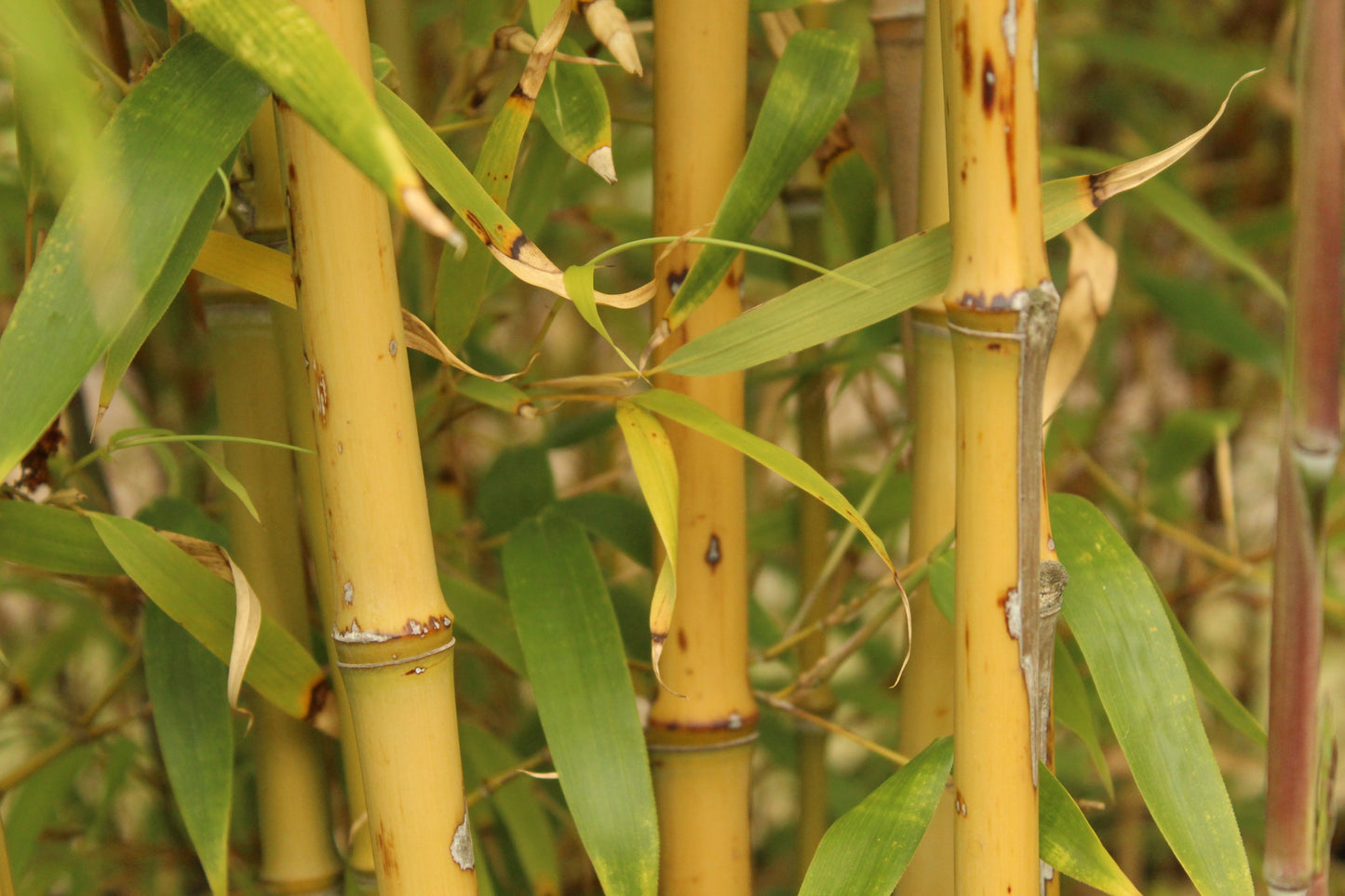 Phyllostachys atrovarginata