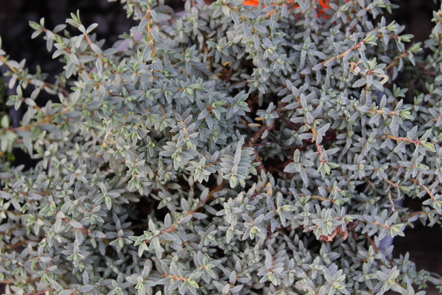Pimelea 'Anotoki Blue'