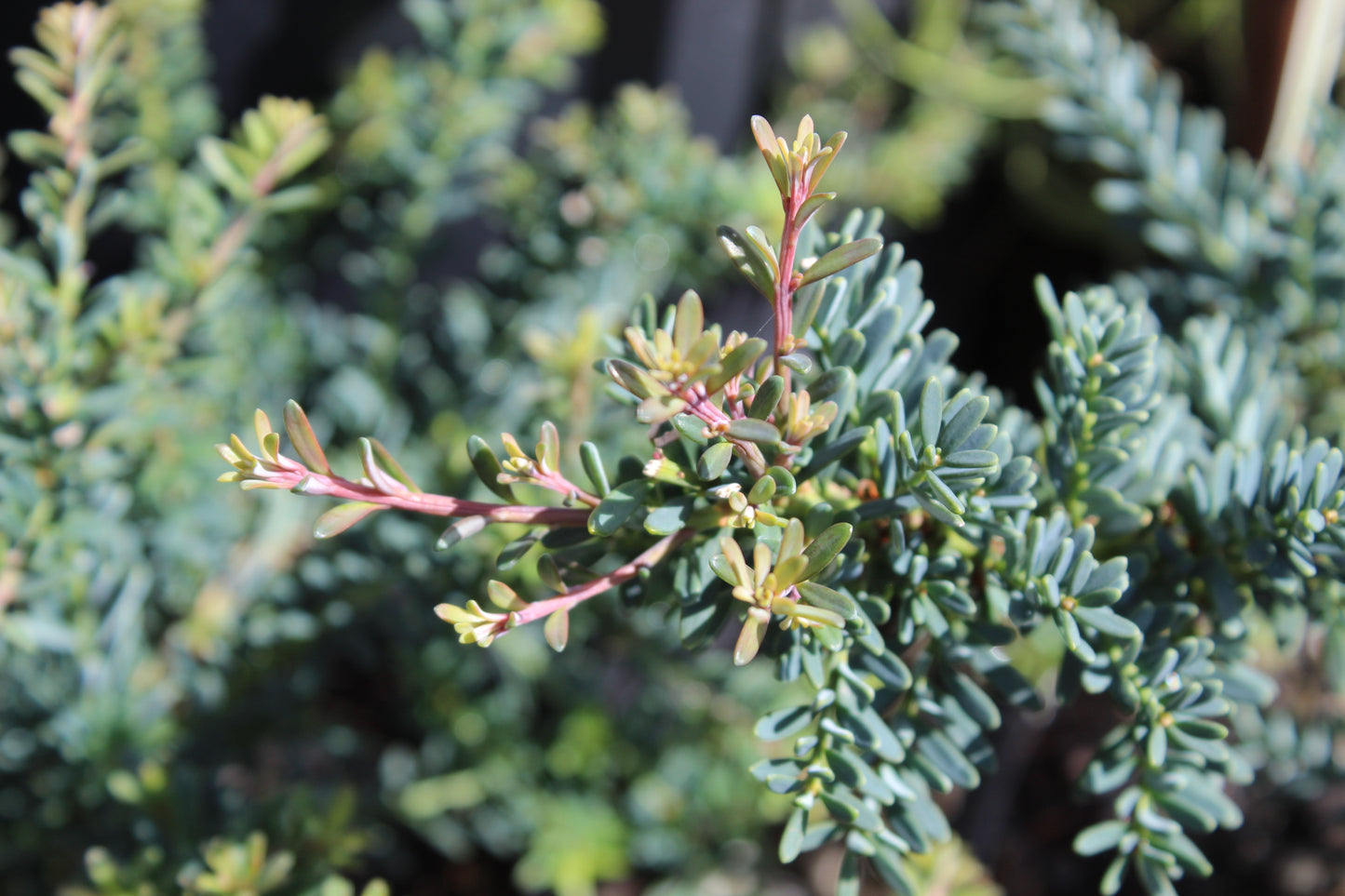 Podocarpus lawrencii